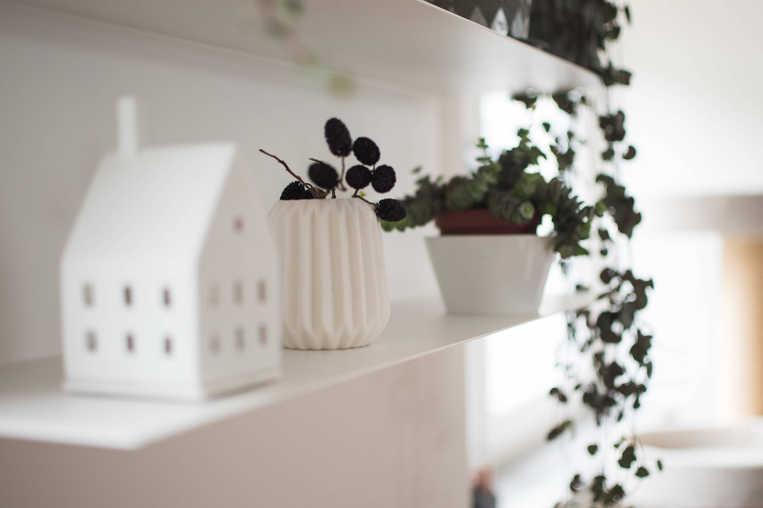 Азбука растениевода: Комнатные растения для темных помещений