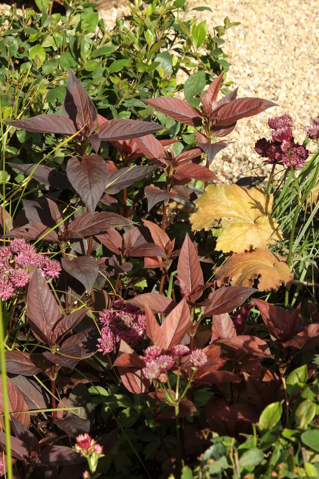 Выставочный сад "Азбука сада"