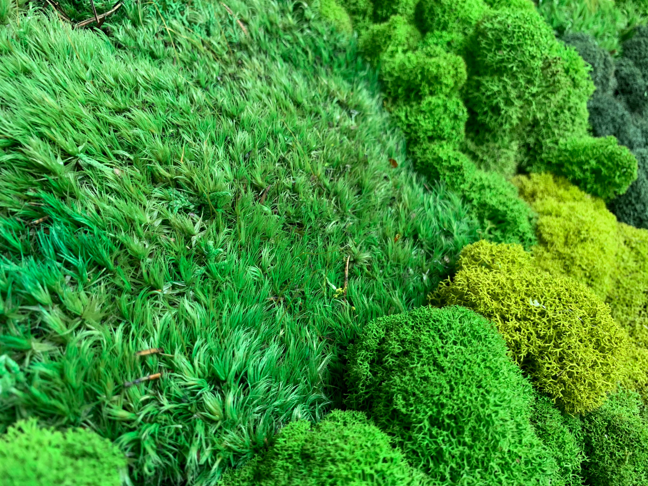 Панно из стабилизированного мха Ягеля и кочек