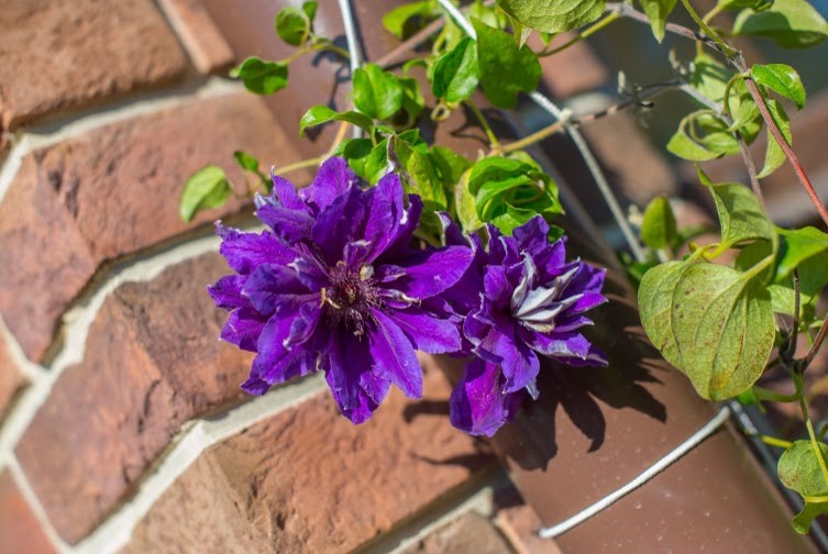 Семейный сад