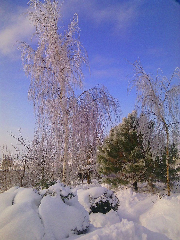Наш собственный сад