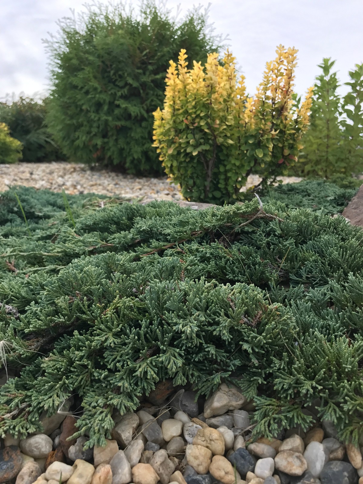 Боярская Станица