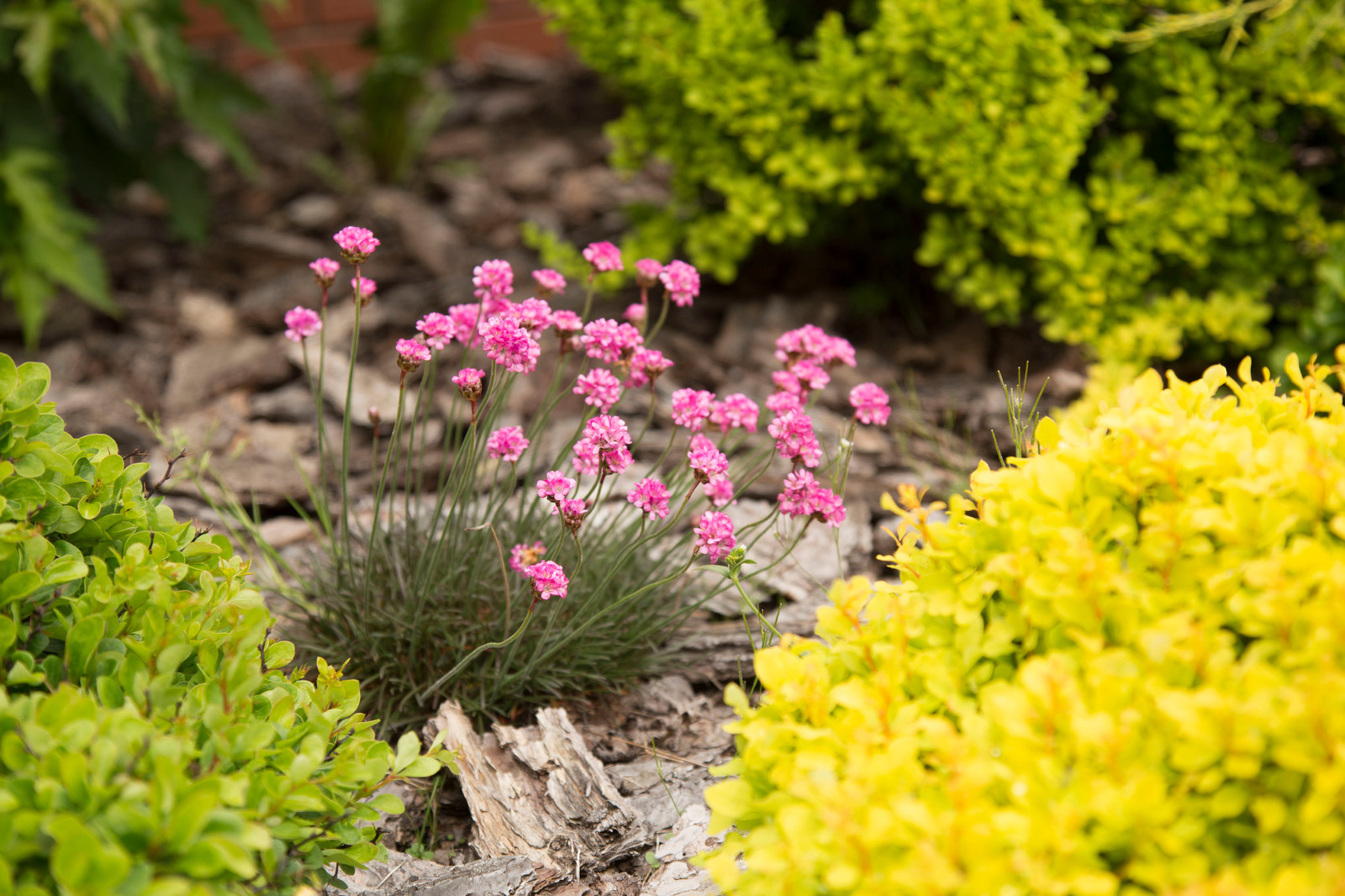 Новая Рига, Москва