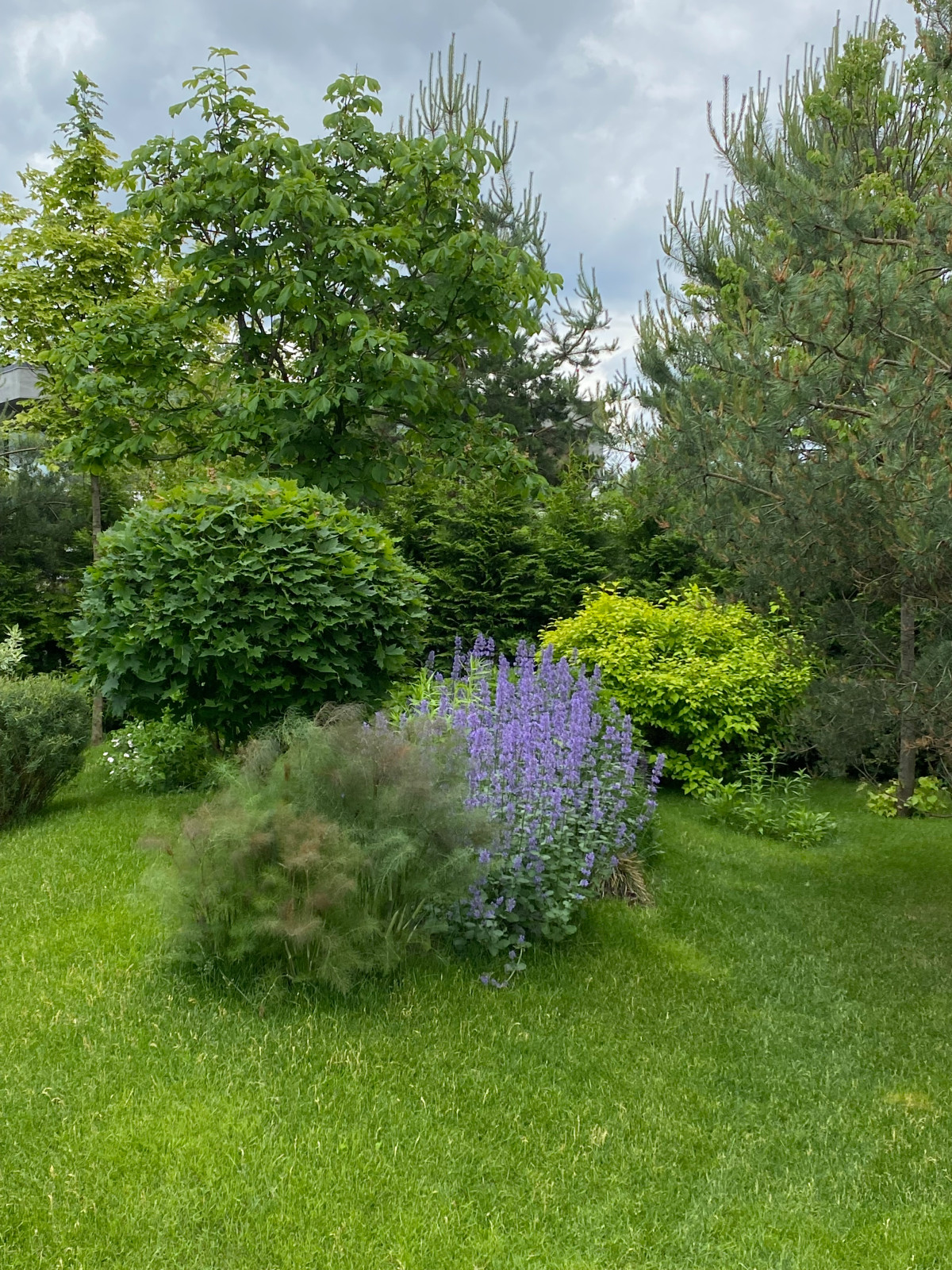 КП Пестово "Evergreen'