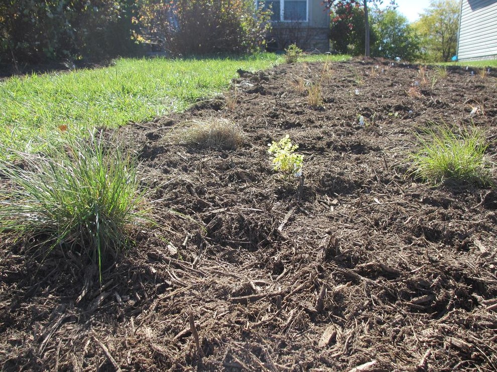 Сидераты: Как улучшить почву без удобрений