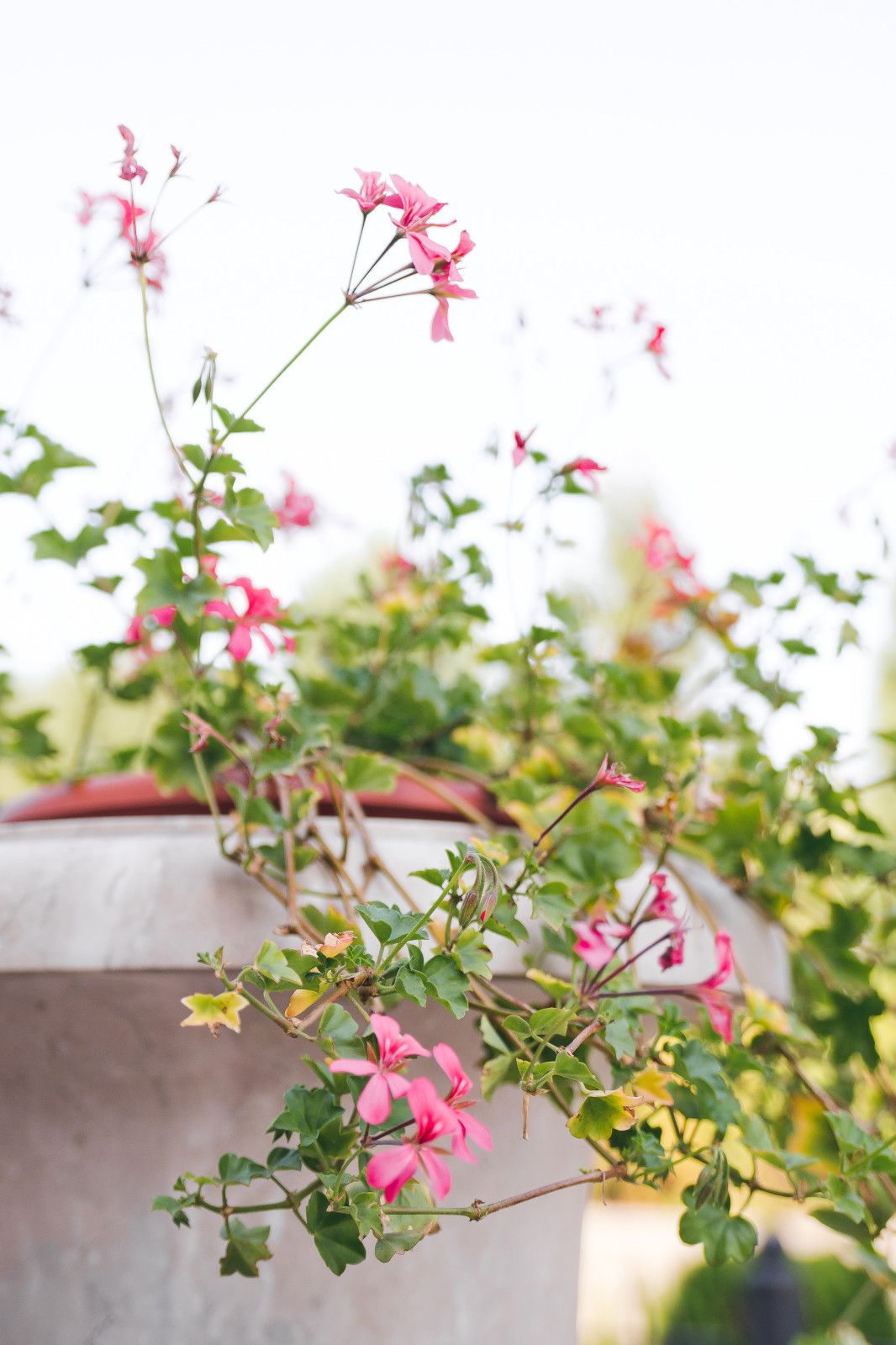 Современный сад на Успенском шоссе