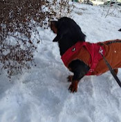 Какашка Какашкин