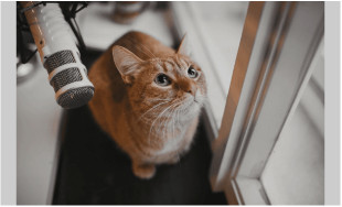 Всеволод Афанасьев