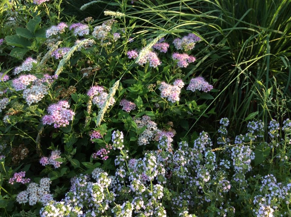 САДИК НА ЛАДОШКЕ (АЛЕНЬКИЙ ЦВЕТОЧЕК)