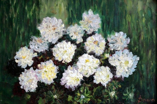 Grandfather chrysanthemums