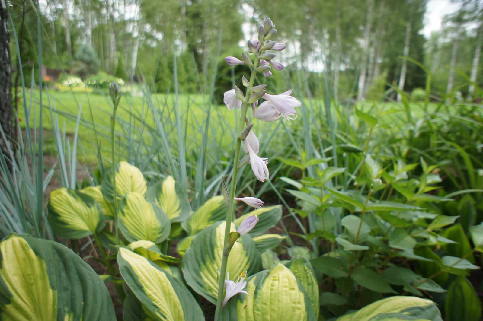 Деревенский сад