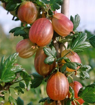 Работа над ошибками: Что пошло не так с плодовыми