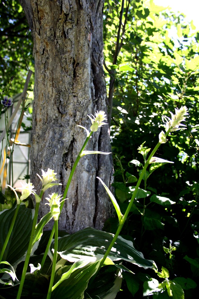 Альпинарий