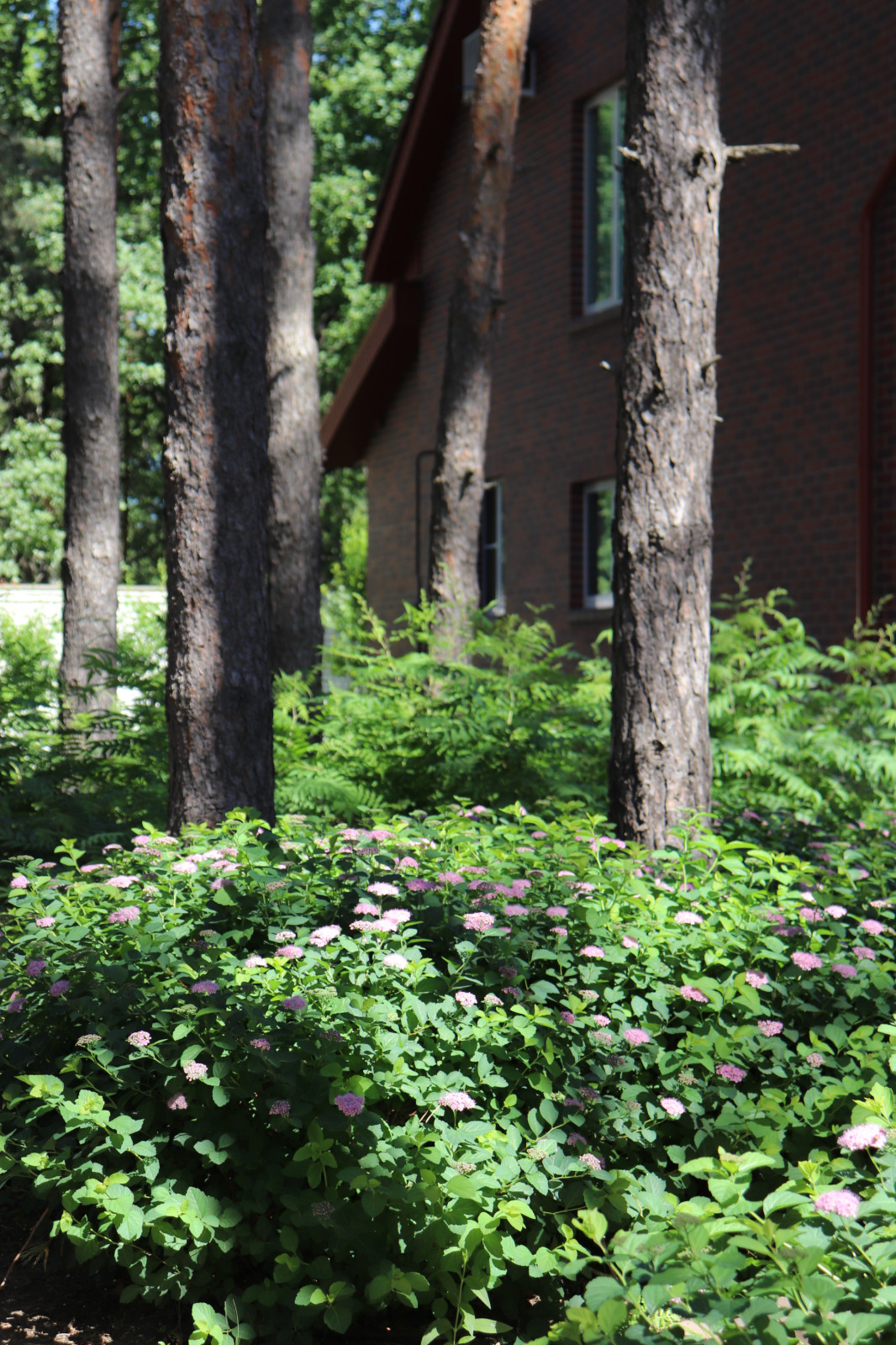 Сад под соснами