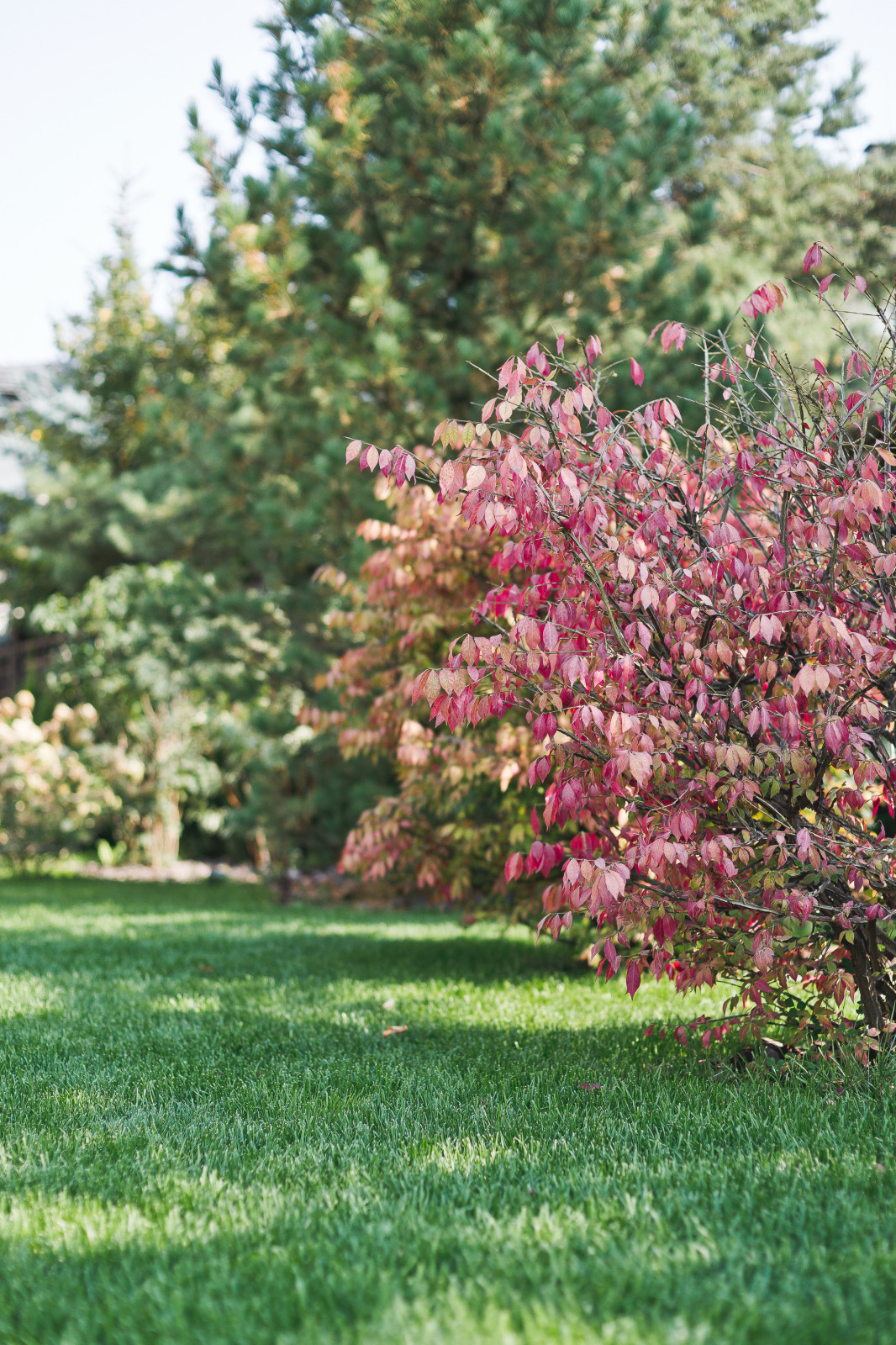 Современный сад на Успенском шоссе