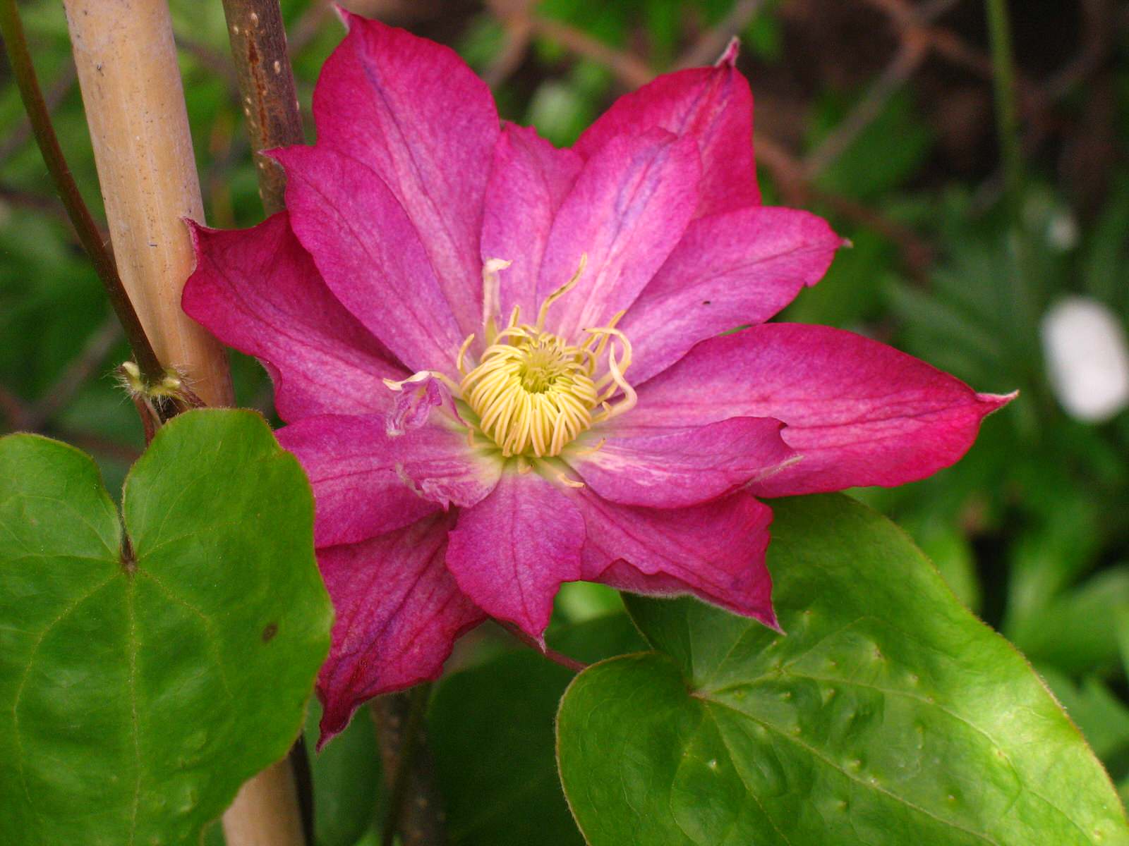 Питомник растений. Многолетние цветы