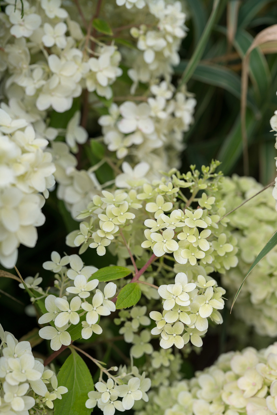Сад Оксаны Хебородовой Гран-При на Москоу Флауер Шоу ( "Cад Вячеслава Зайцева")