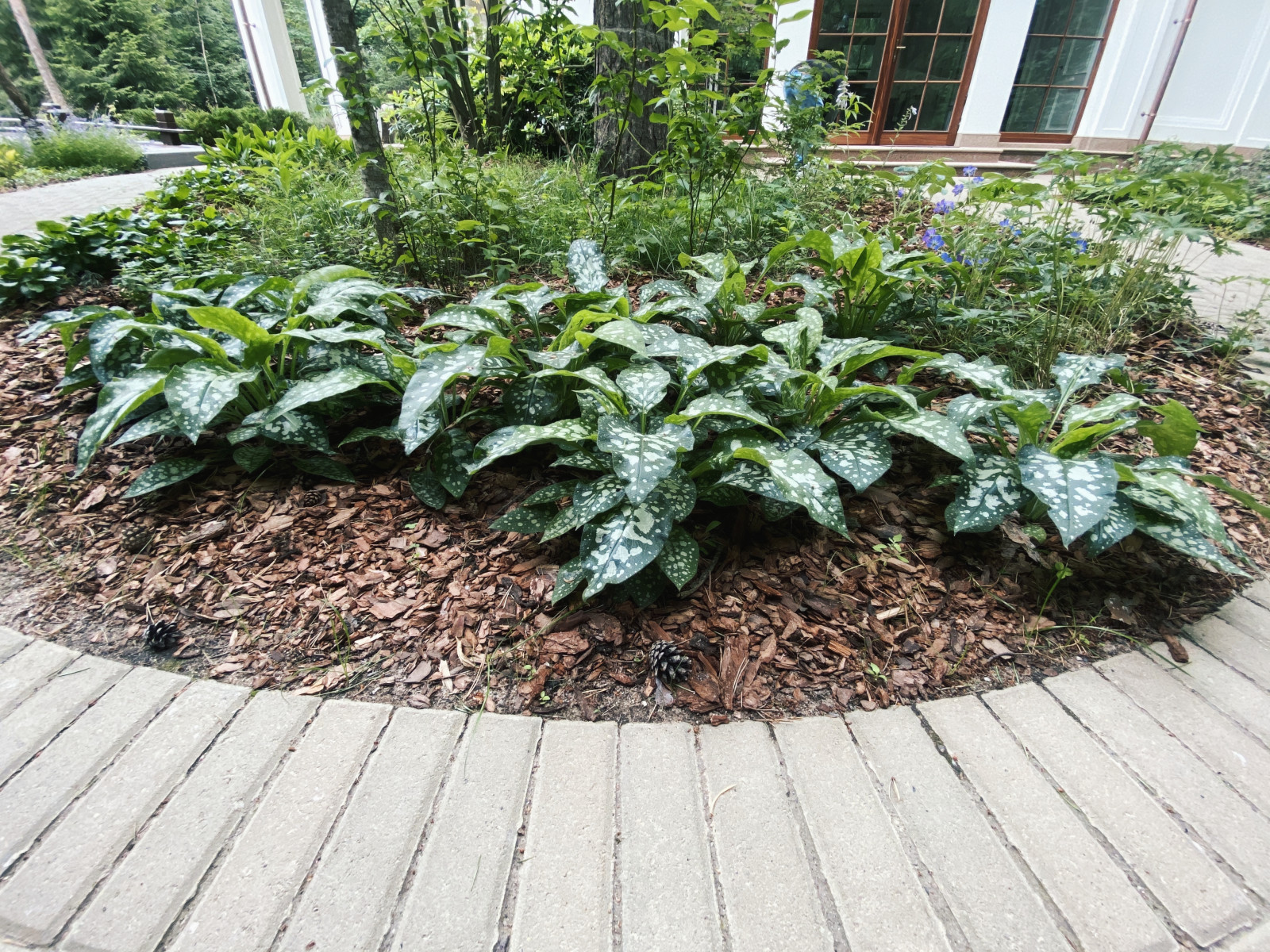 Тенистый сад