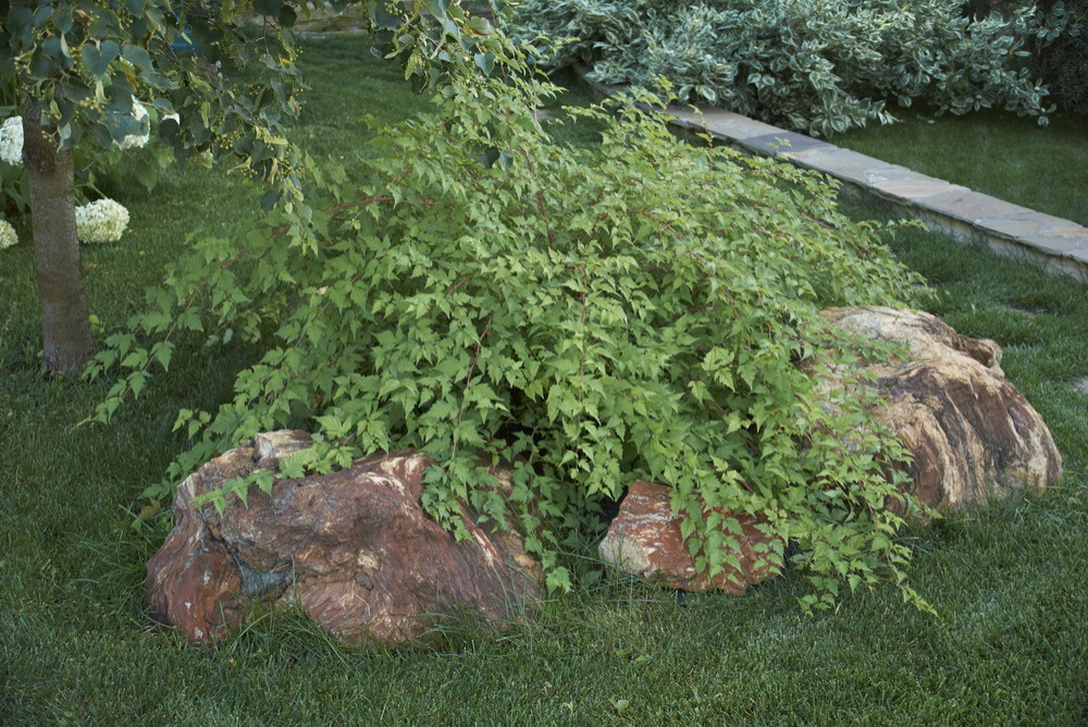 Витро Кантри