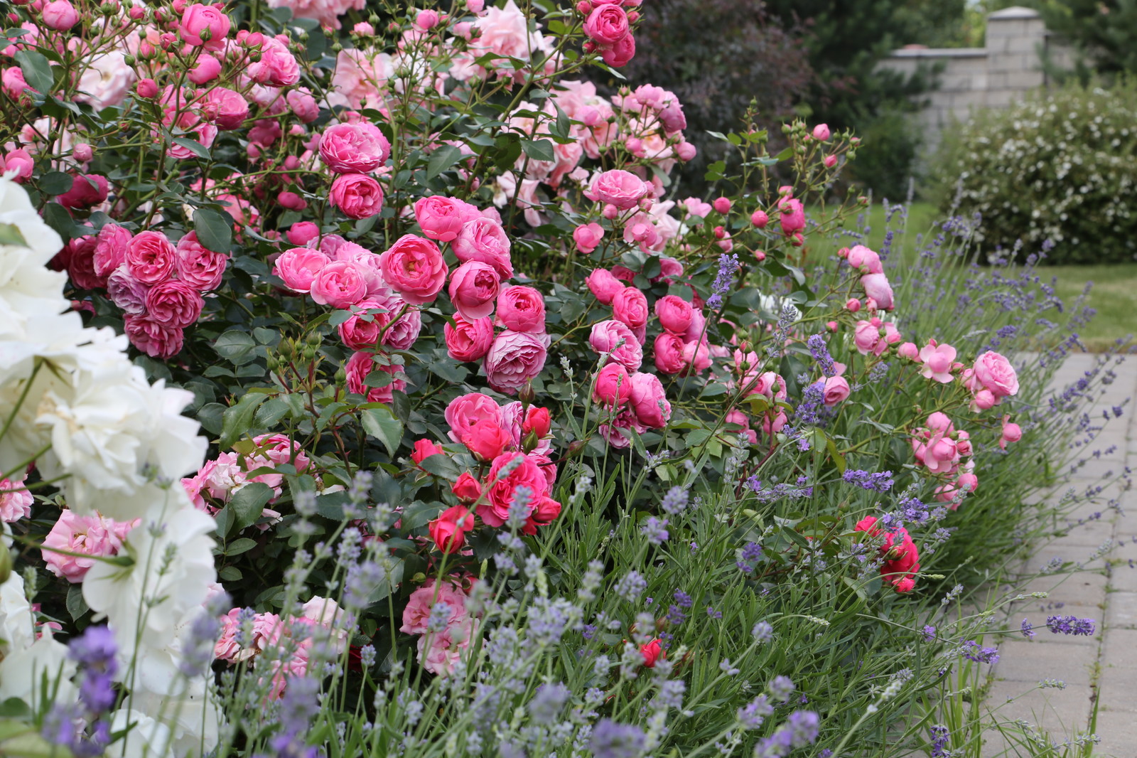 Розарии в садах NB-GARDEN