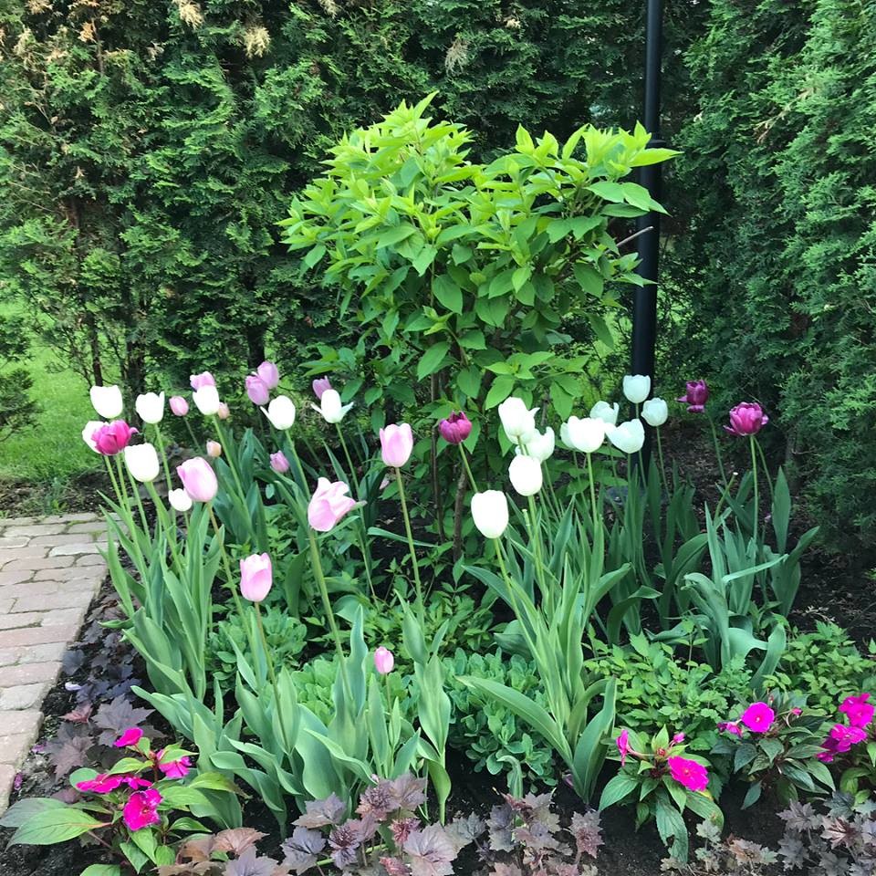 лесная рапсодия