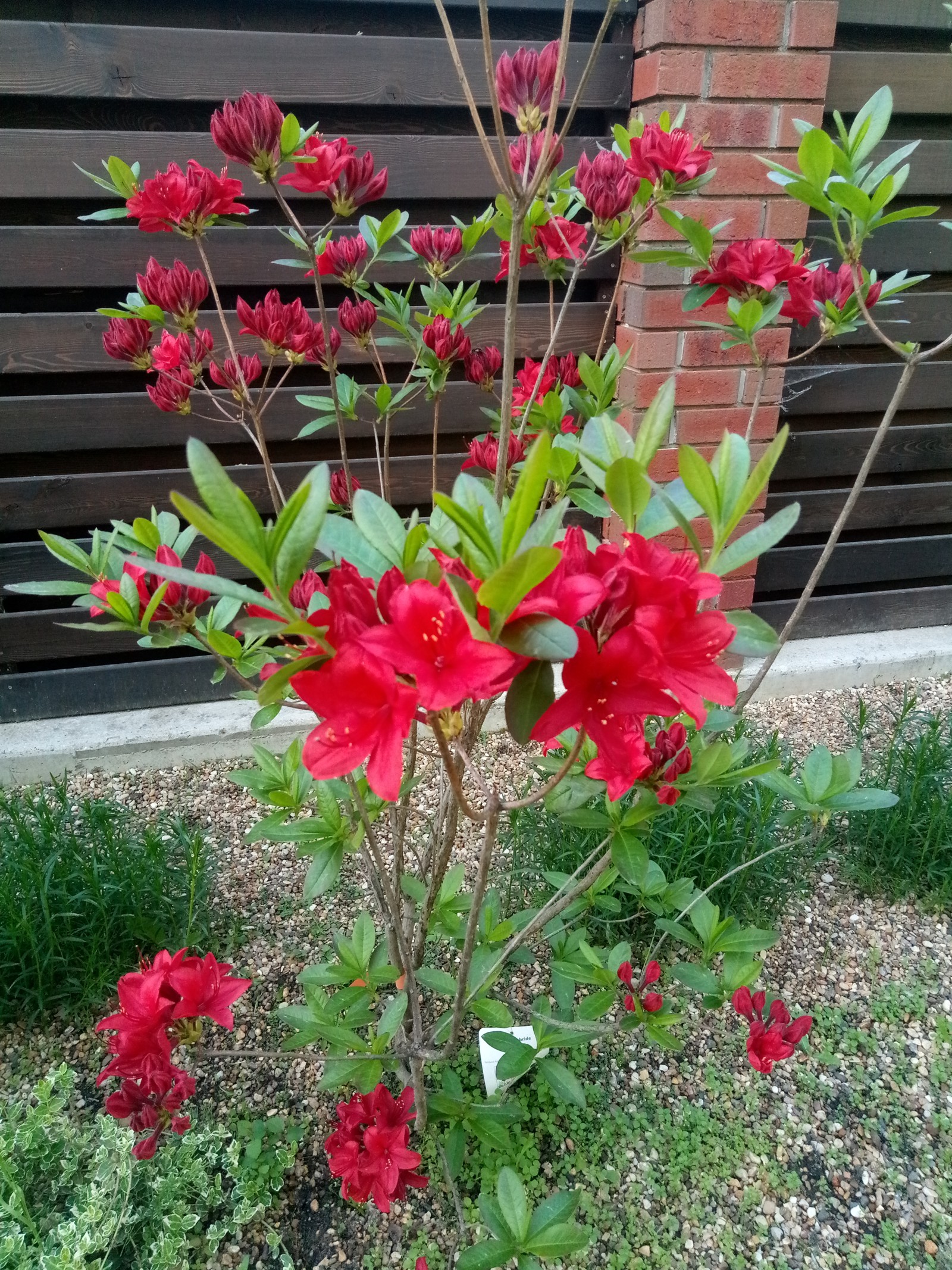 Сад в Рожновке