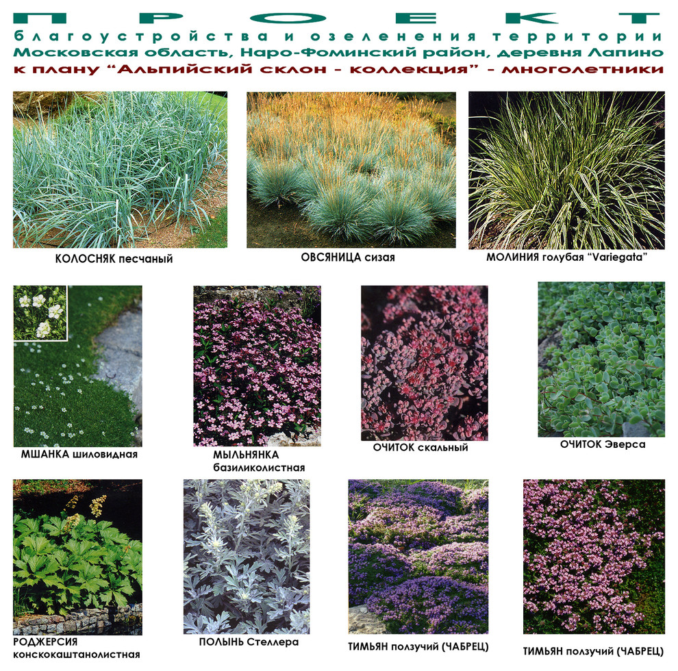 Ландшафтный дизайн участка - альпийская горка - видеоряд - многолетники.
