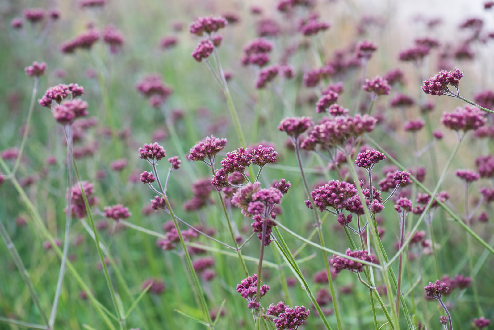 Большой сад в пригороде