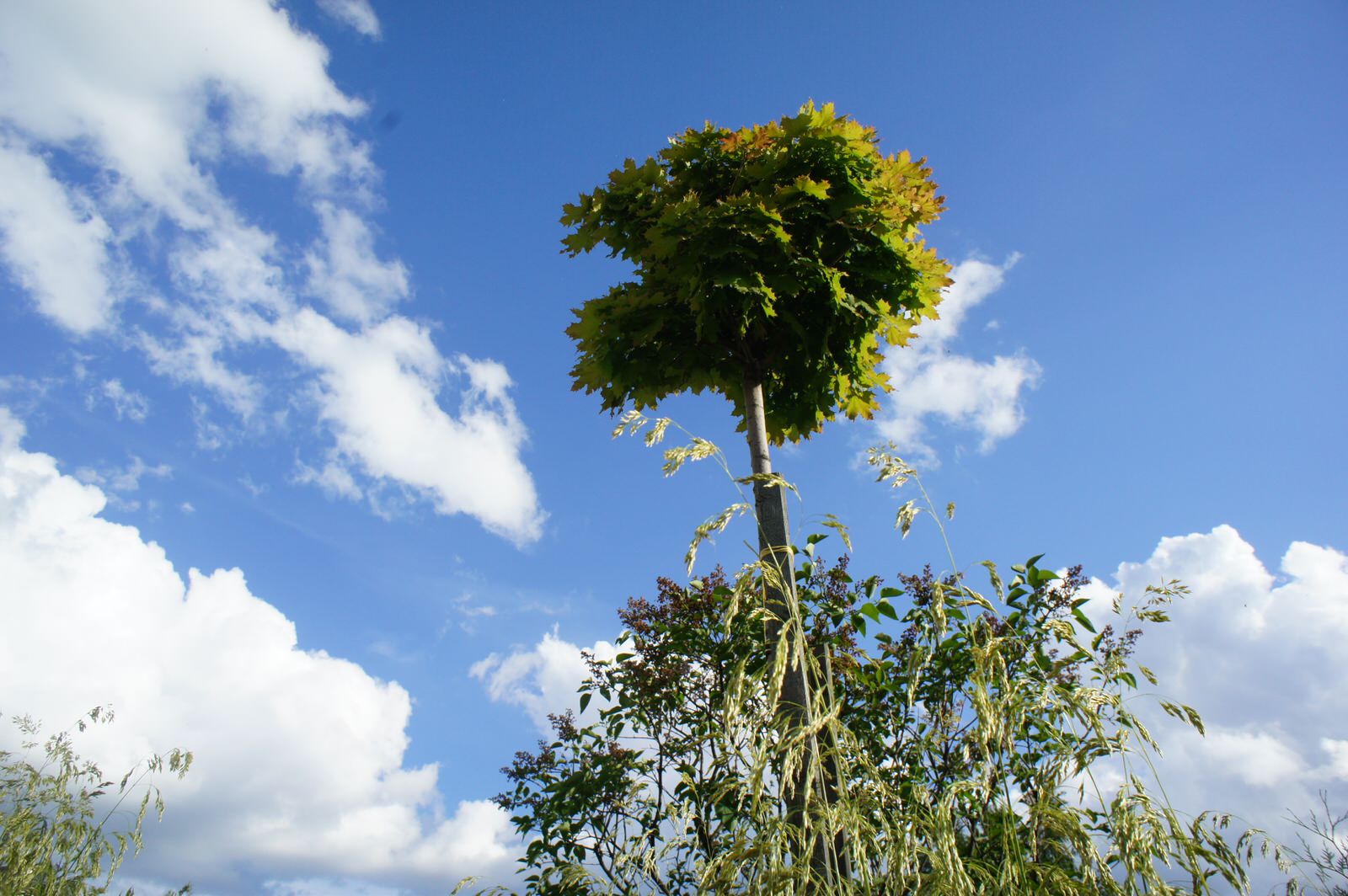 МОРЕСОЛНЦЕ