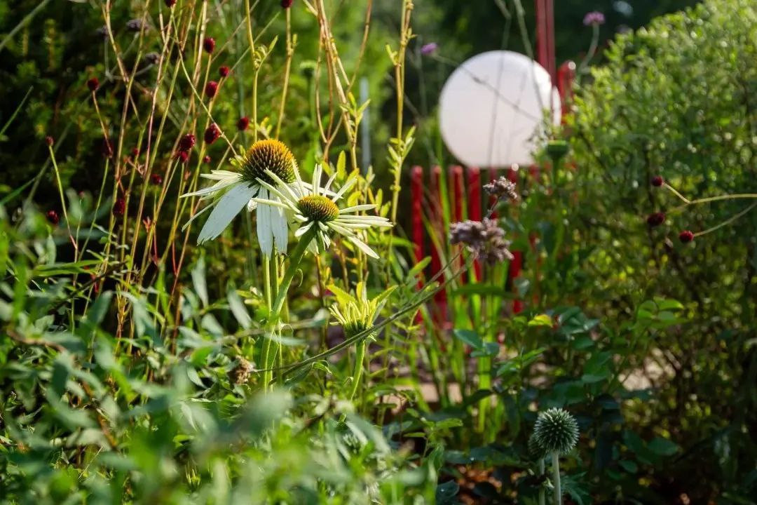 Выставочный сад на фестивале в Царицыне "Видение розы"