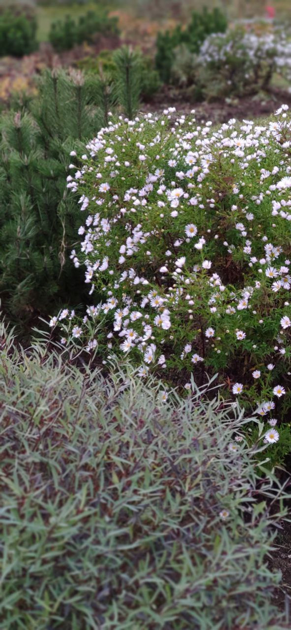 Проект "Волга"