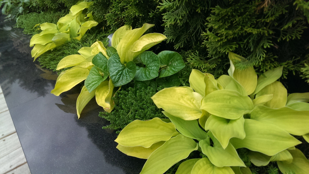 Обложка проекта: Сад на крыше