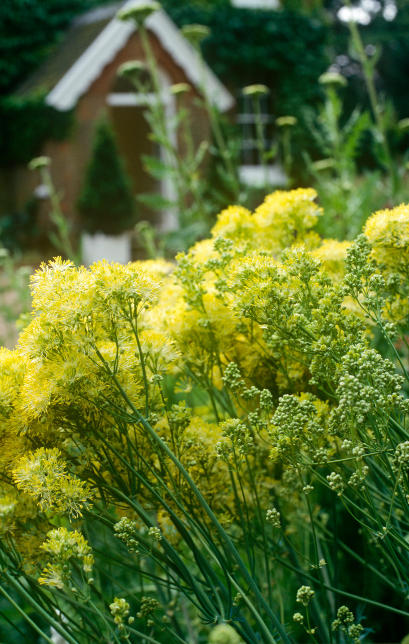 Одним цветом: Оформление участка в единой цветовой гамме