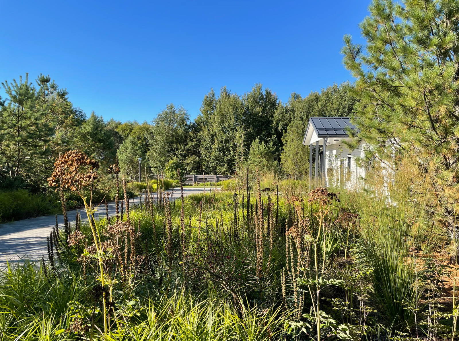 Обложка проекта: Роща