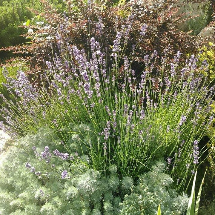 Ландшафт в пейзажном стиле с плавательным прудом 12 соток