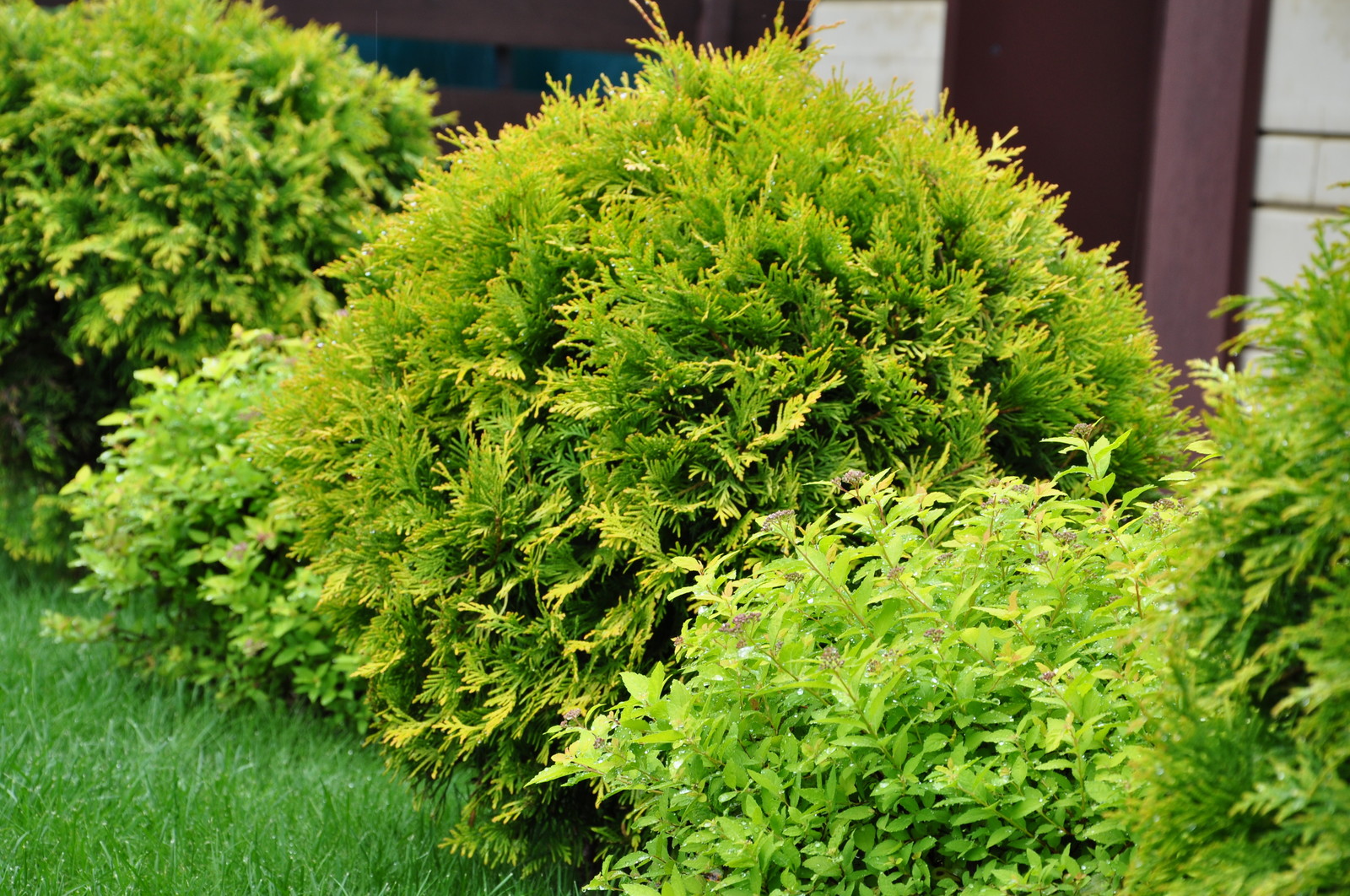 кп "Мелоди" - Уход за садом - 100% качество