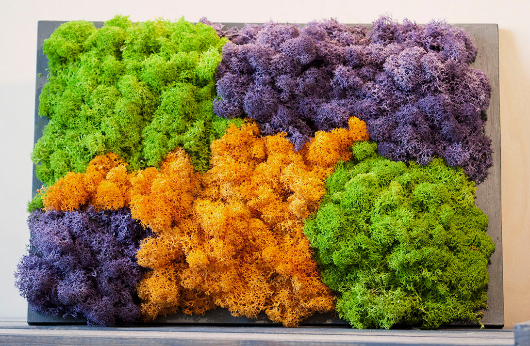 Фитокартины из мха