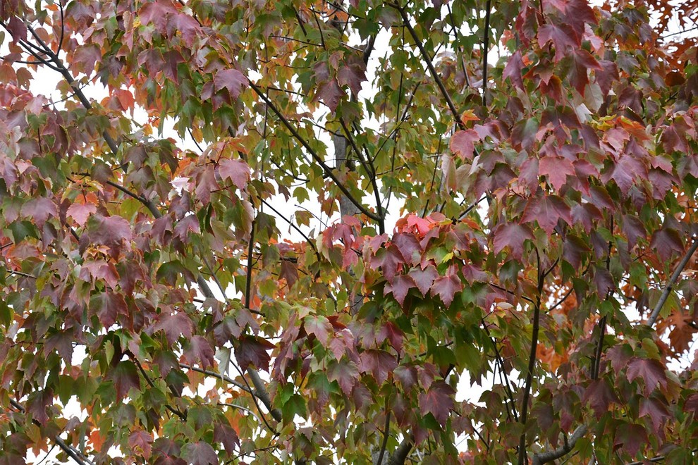 Современный сад в КП "Бенелюкс" вилла 1