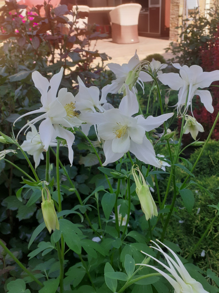 Цветочная мозаика