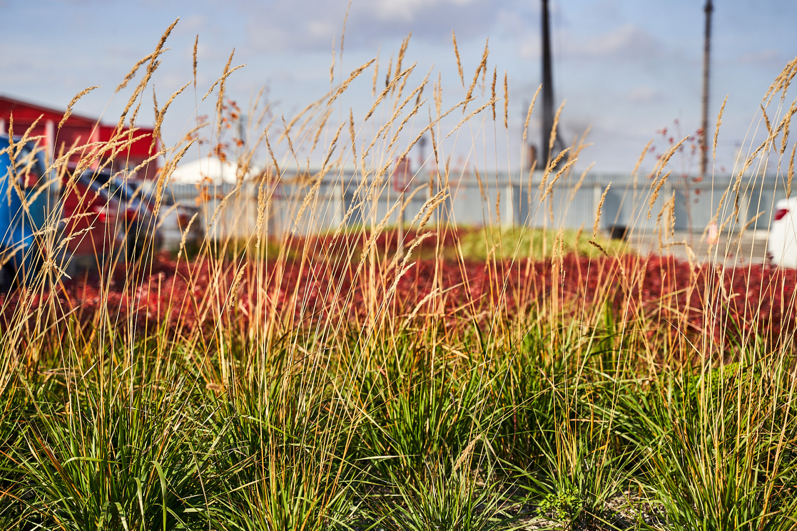 Озеленение промышленной территории