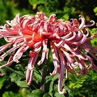 Наталия Майорова