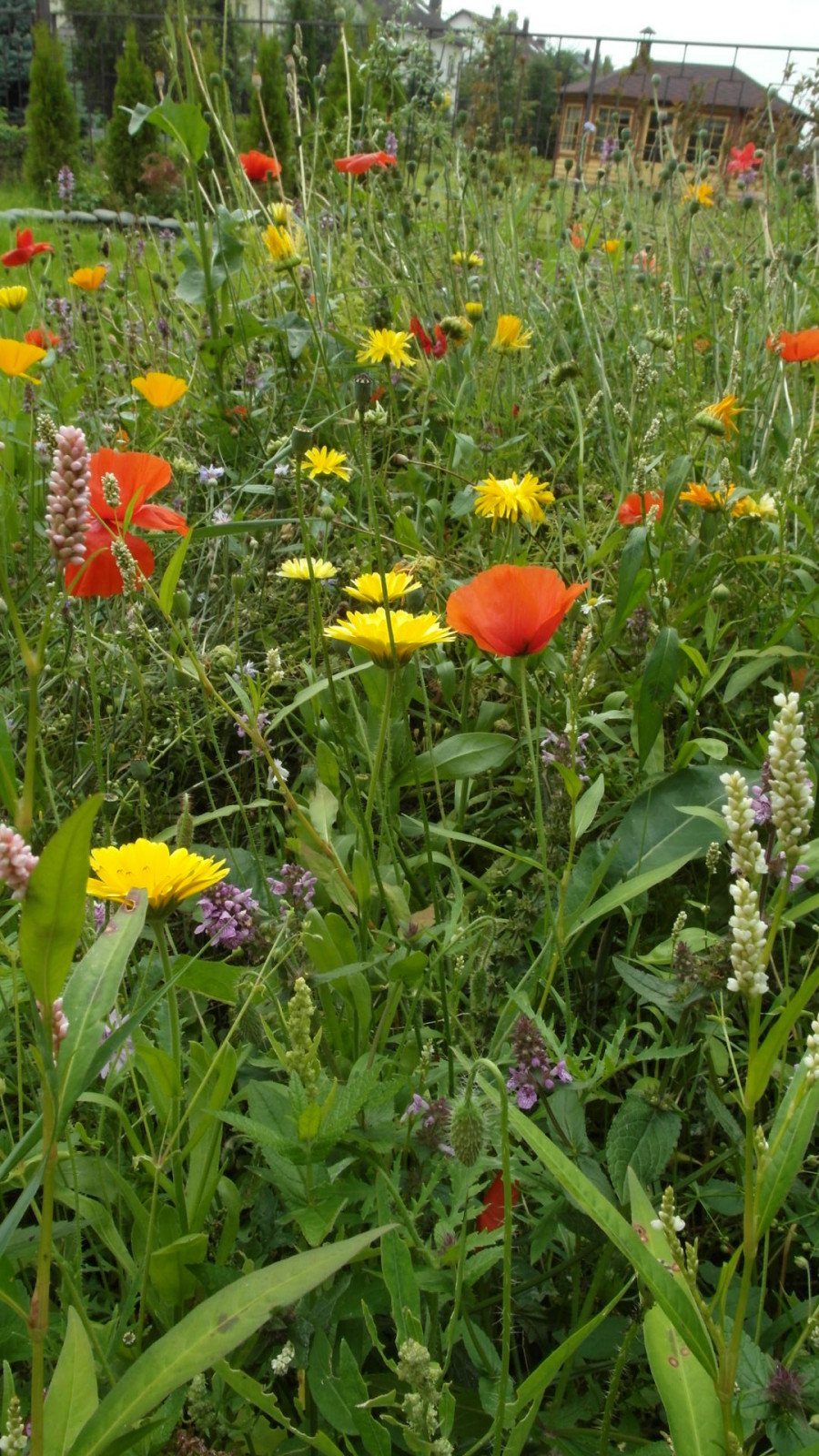 Цветники в природном стиле