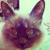 Евгений Морозов