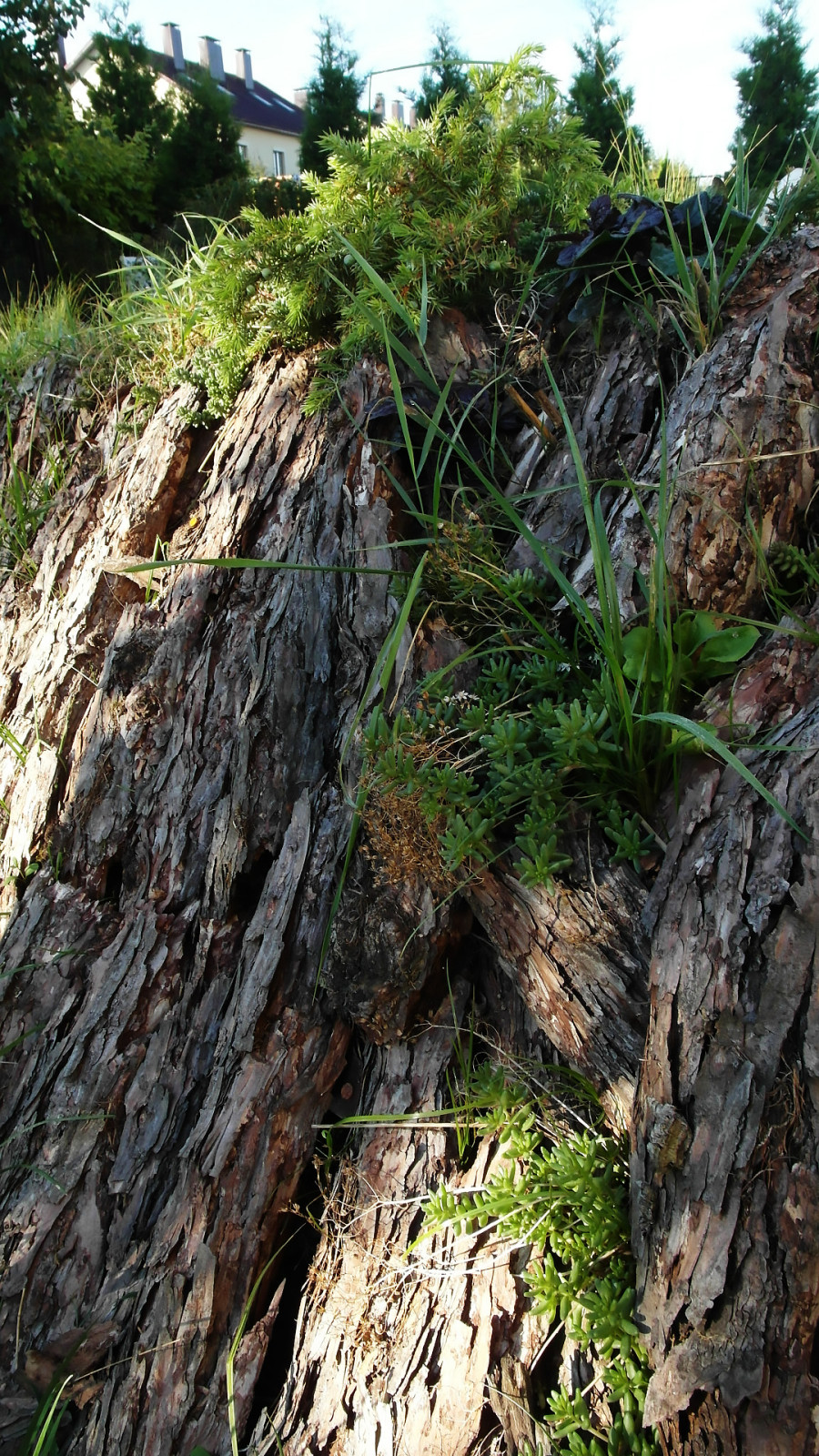 Геопластика