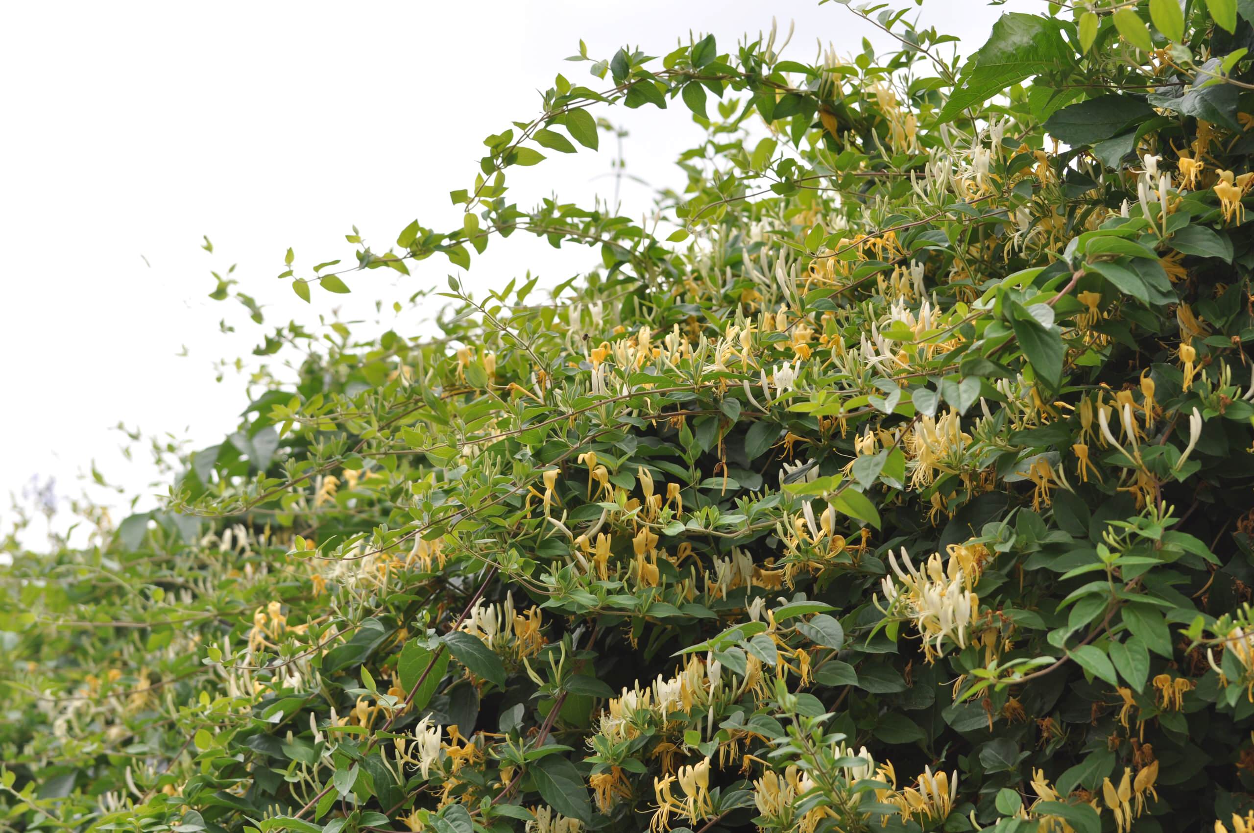 Хороший вопрос: Как создать арома-сад на даче