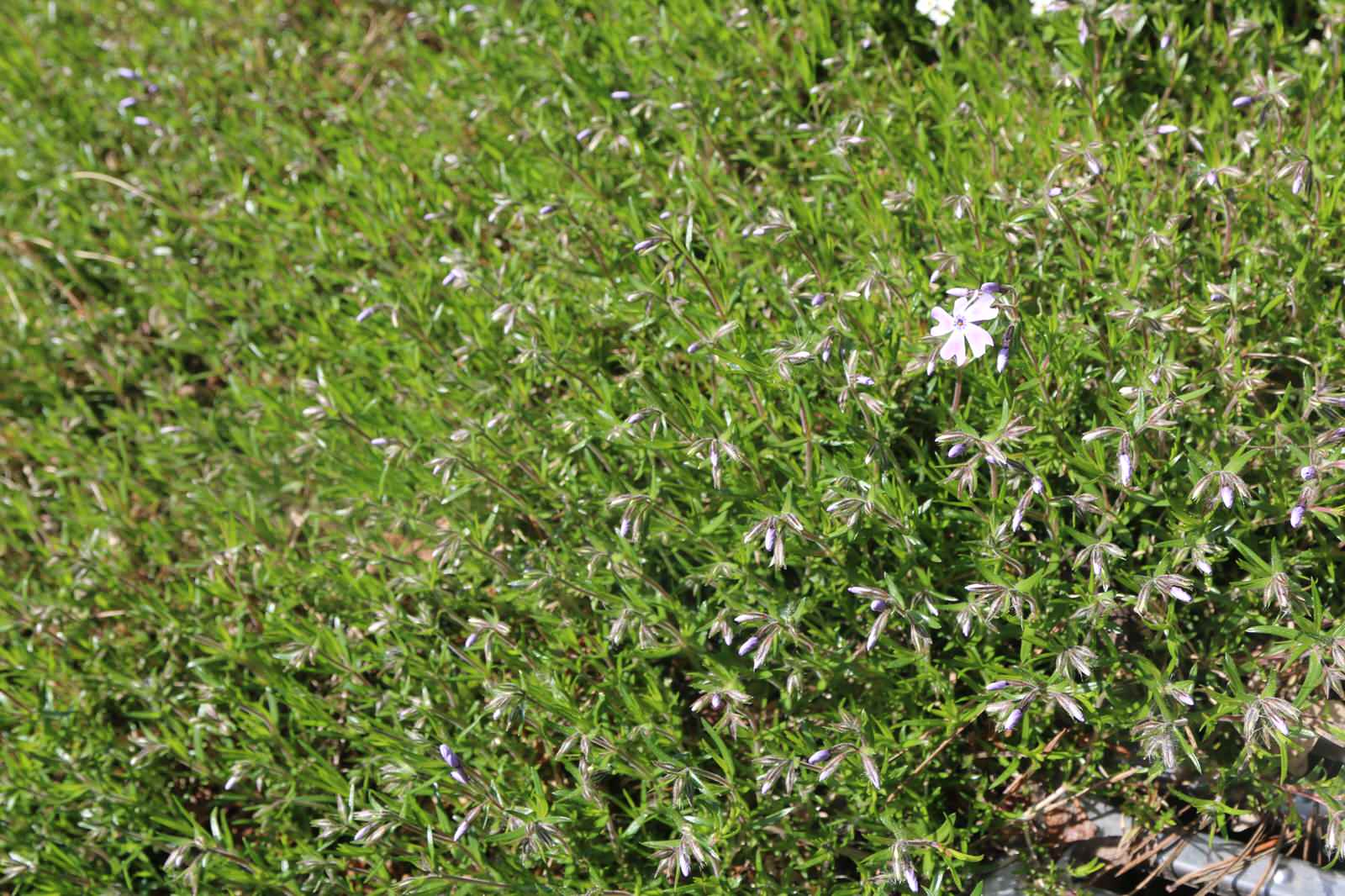 Композитор