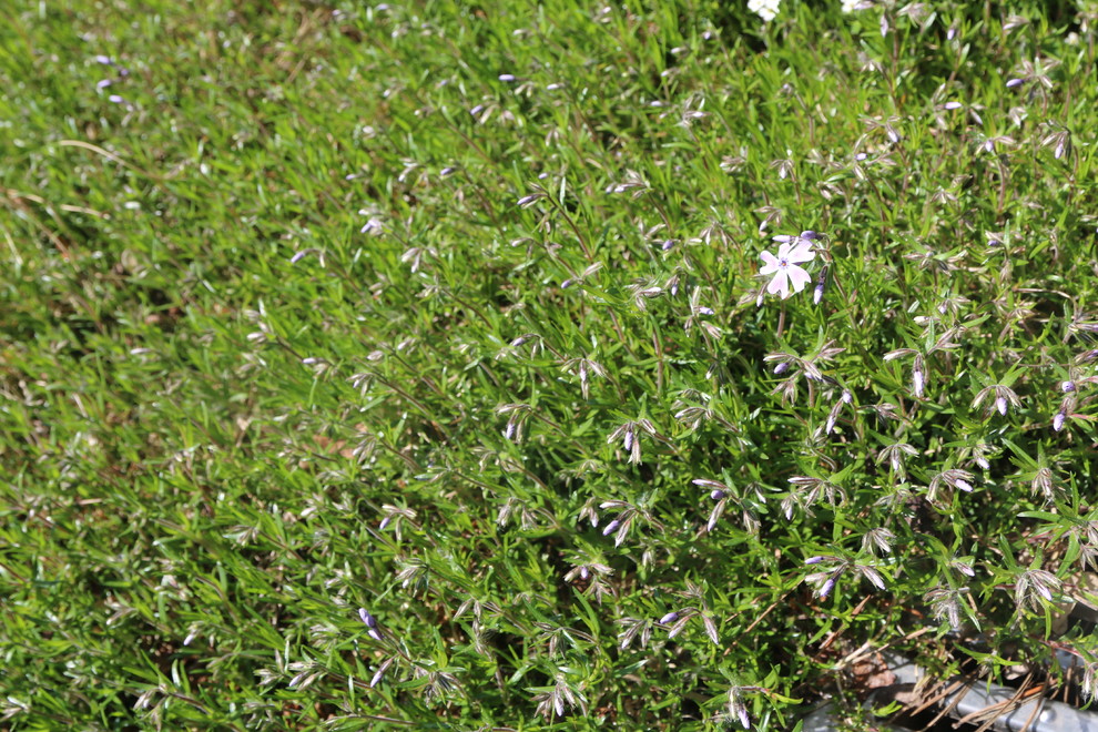 Композитор