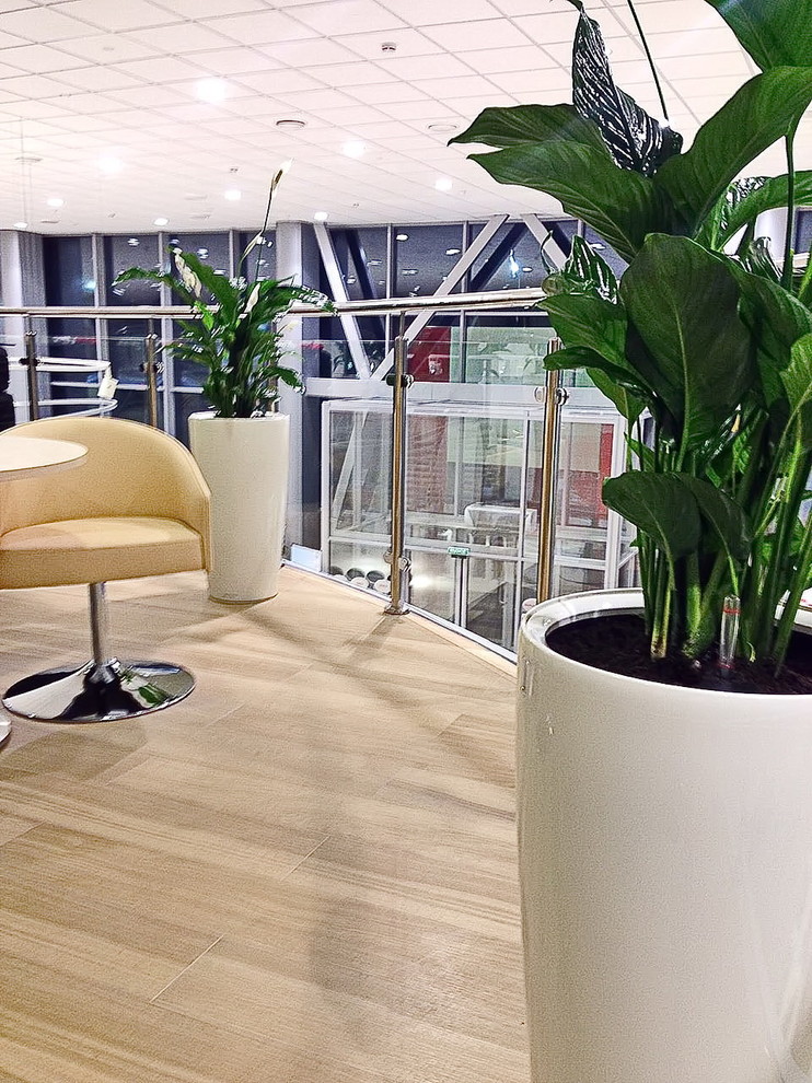 Озеленение автосалона Тойота Хабаровск