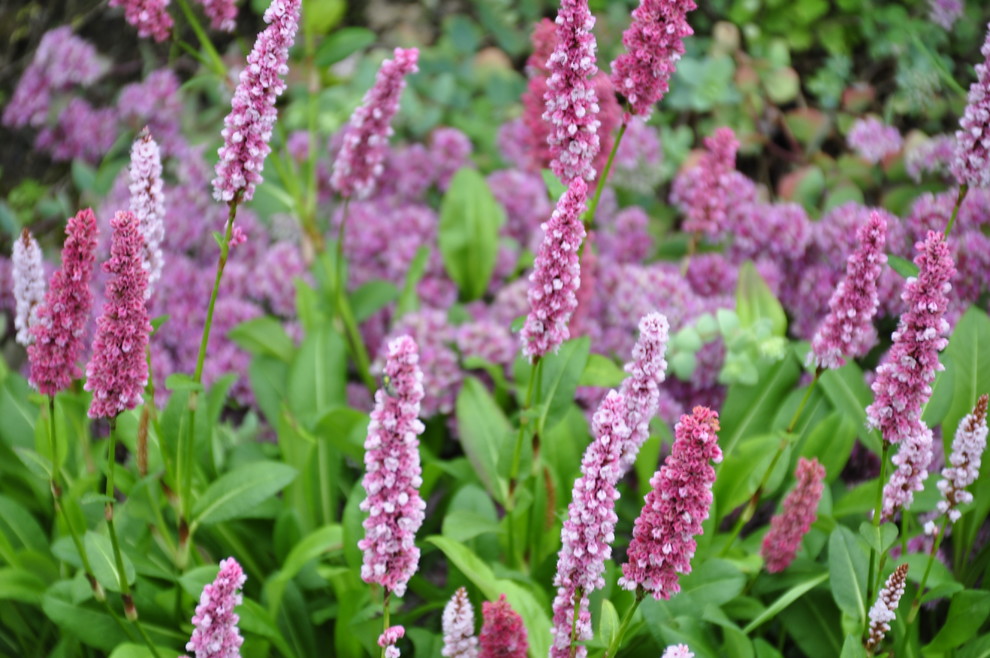 д. Косово - Уход за садом - 100% качество