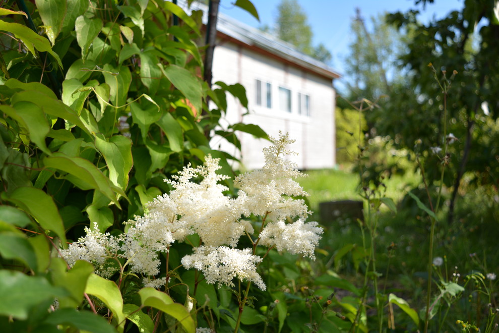 Одним цветом: Оформление участка в единой цветовой гамме
